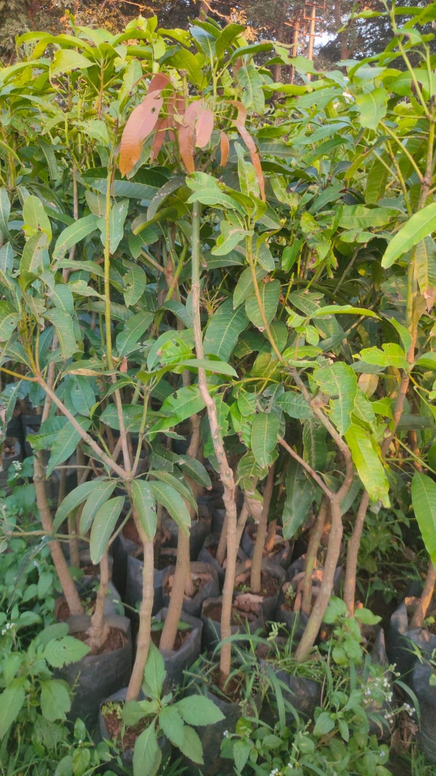 All Season Mango Plants