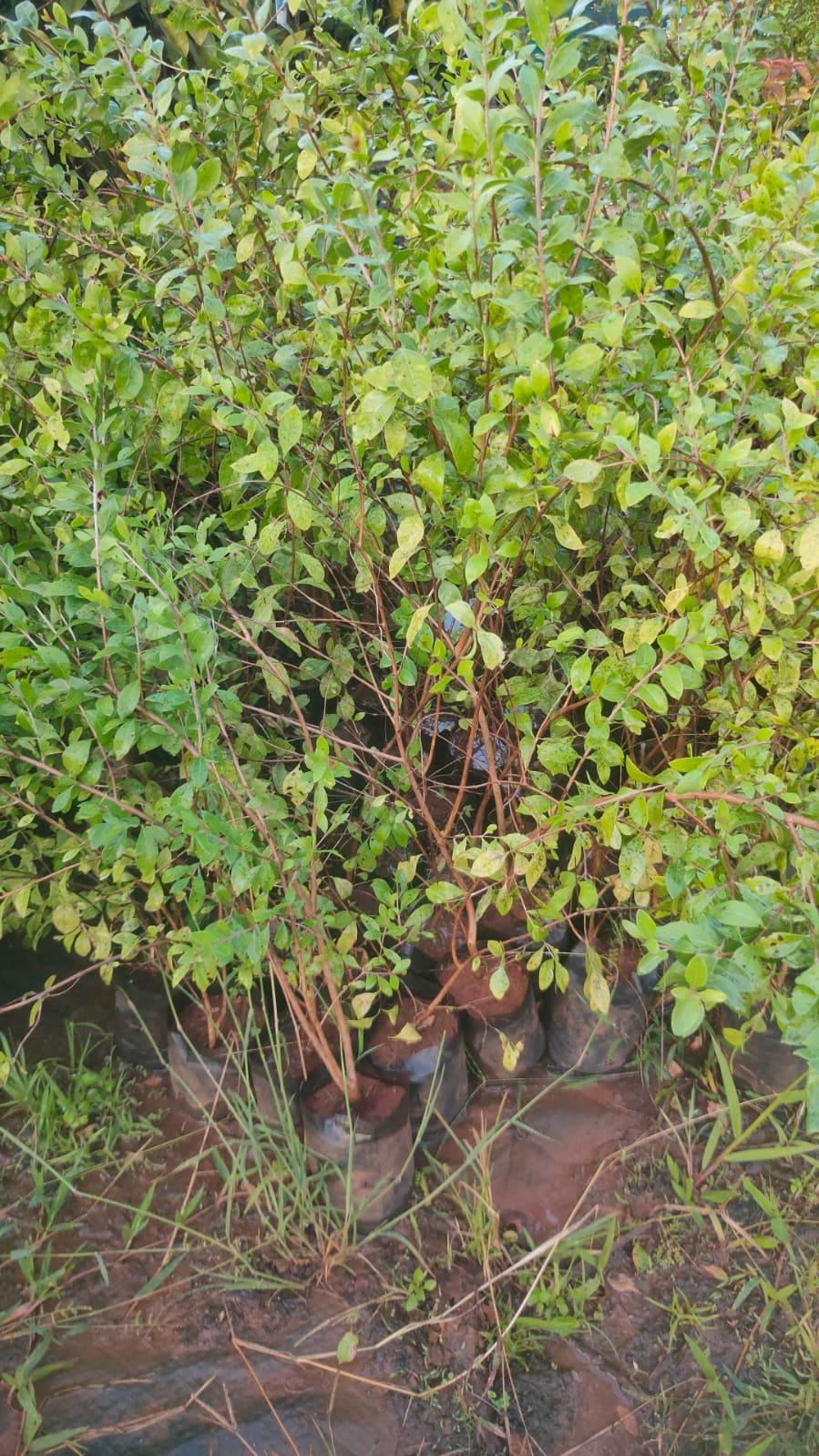 Mignonette(Henna) Tree Plants