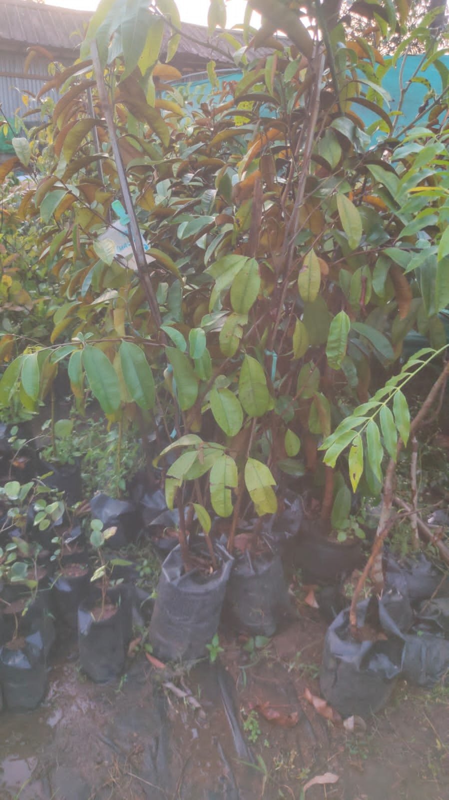 Milk Fruit Plants