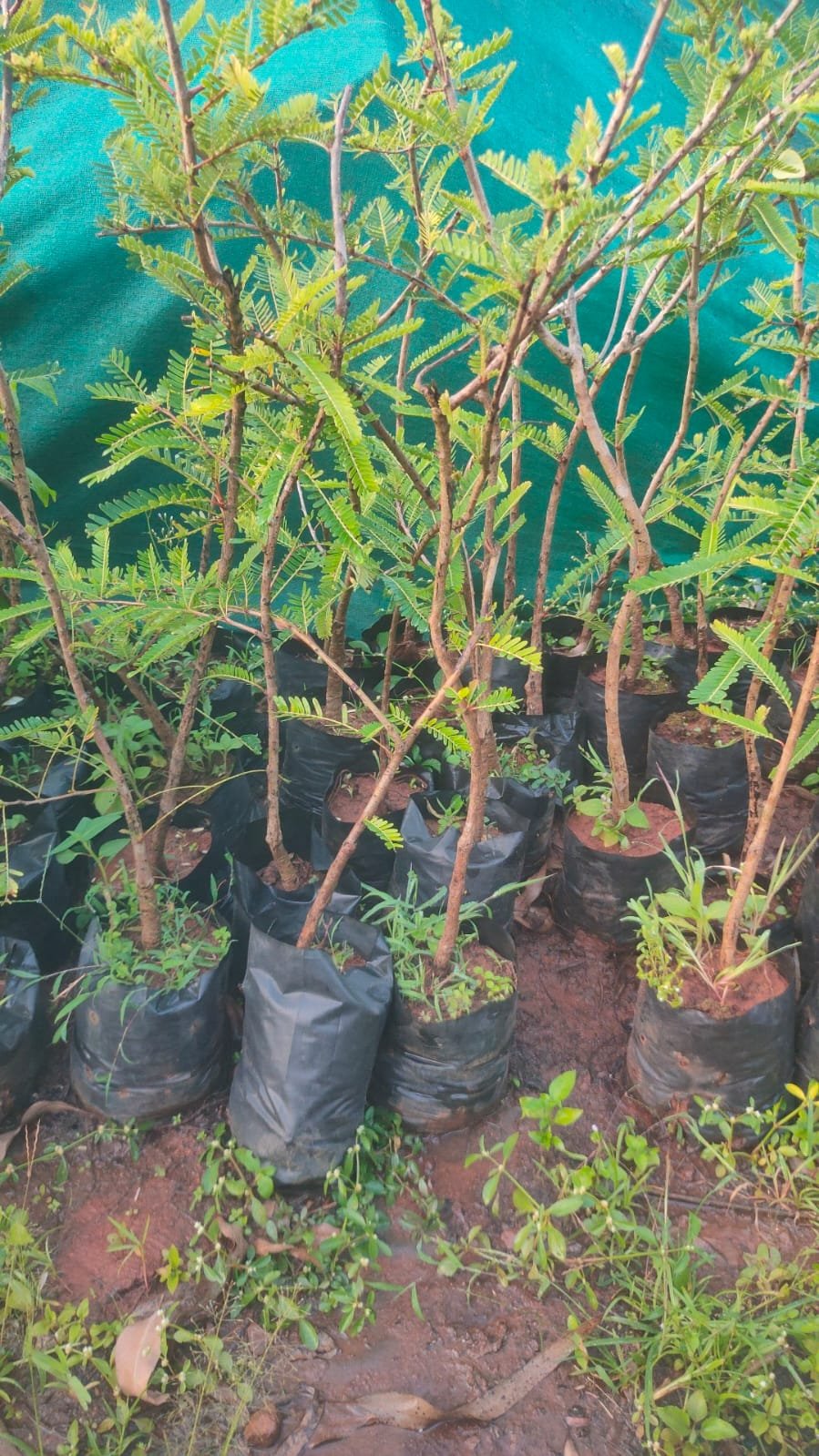 Banarasi Aamla Plants