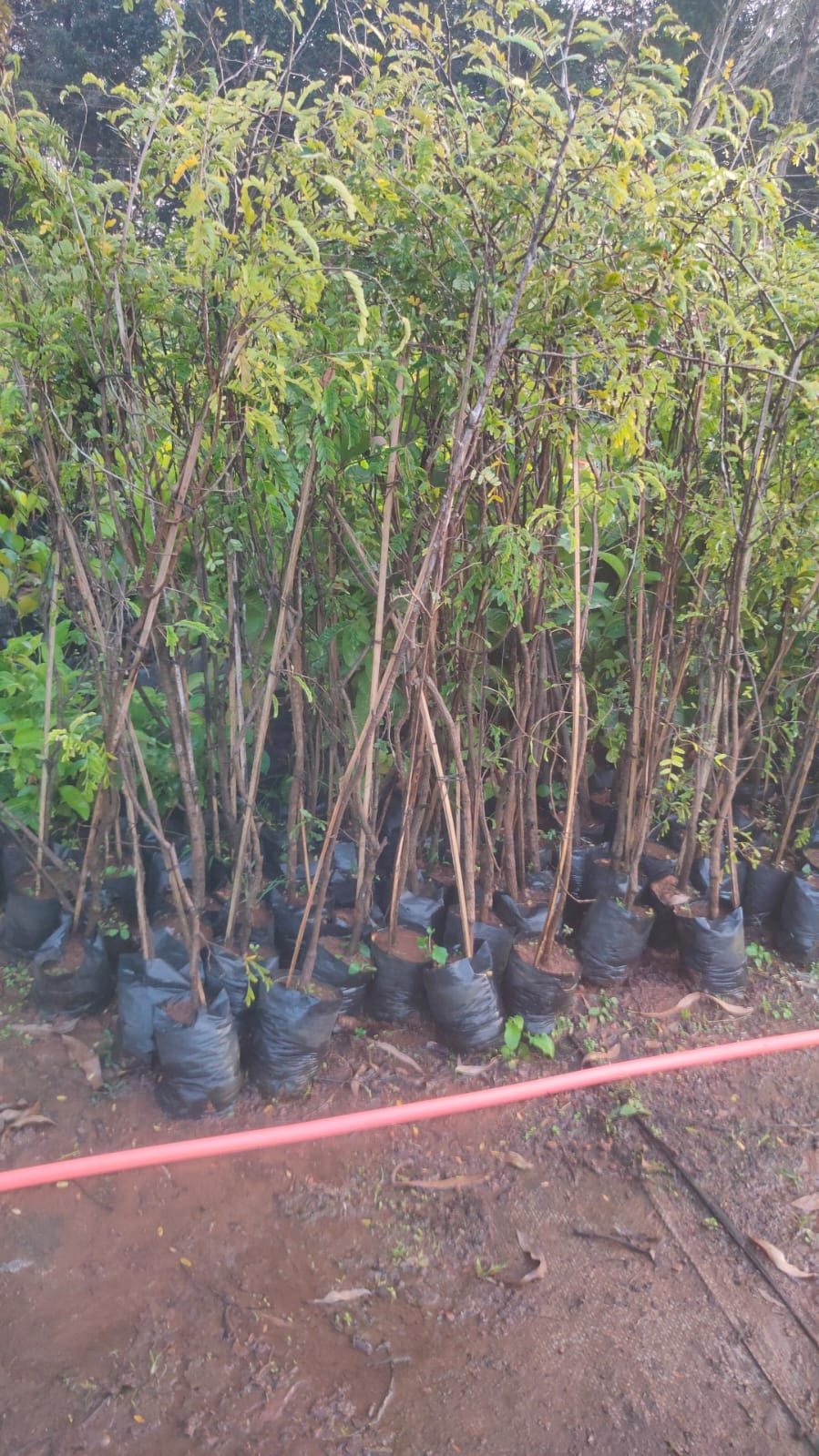 Tamarind Tree Plants