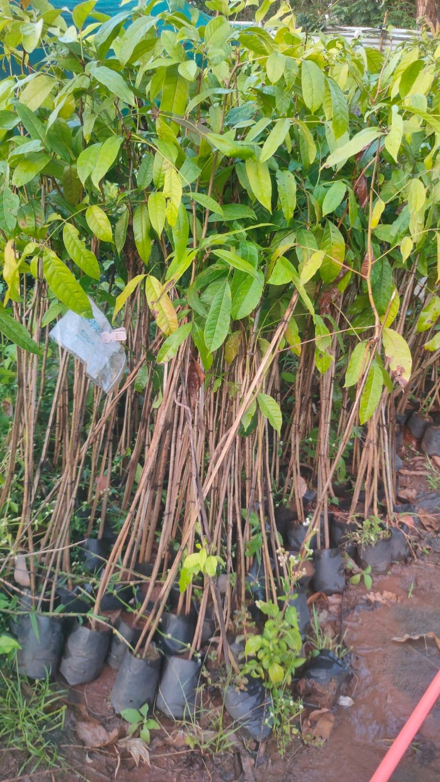 Mahogany Tree Plants