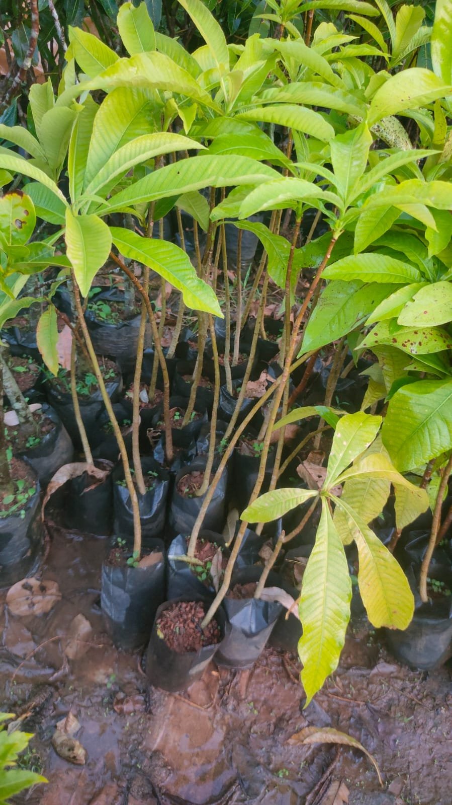 Cannonball Tree Plants