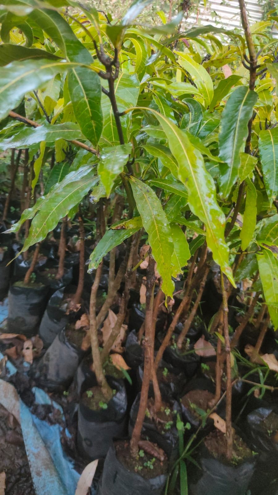 Malgoa Mango Plants