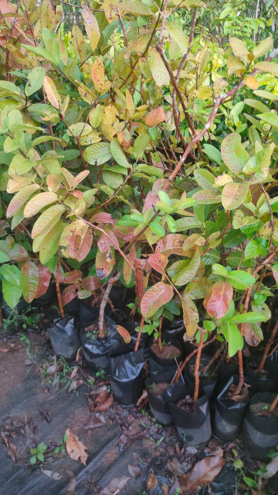 Allahabad Guava Fruit Plants