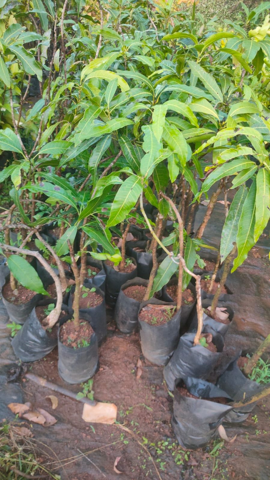 Amrapali Mango Plants