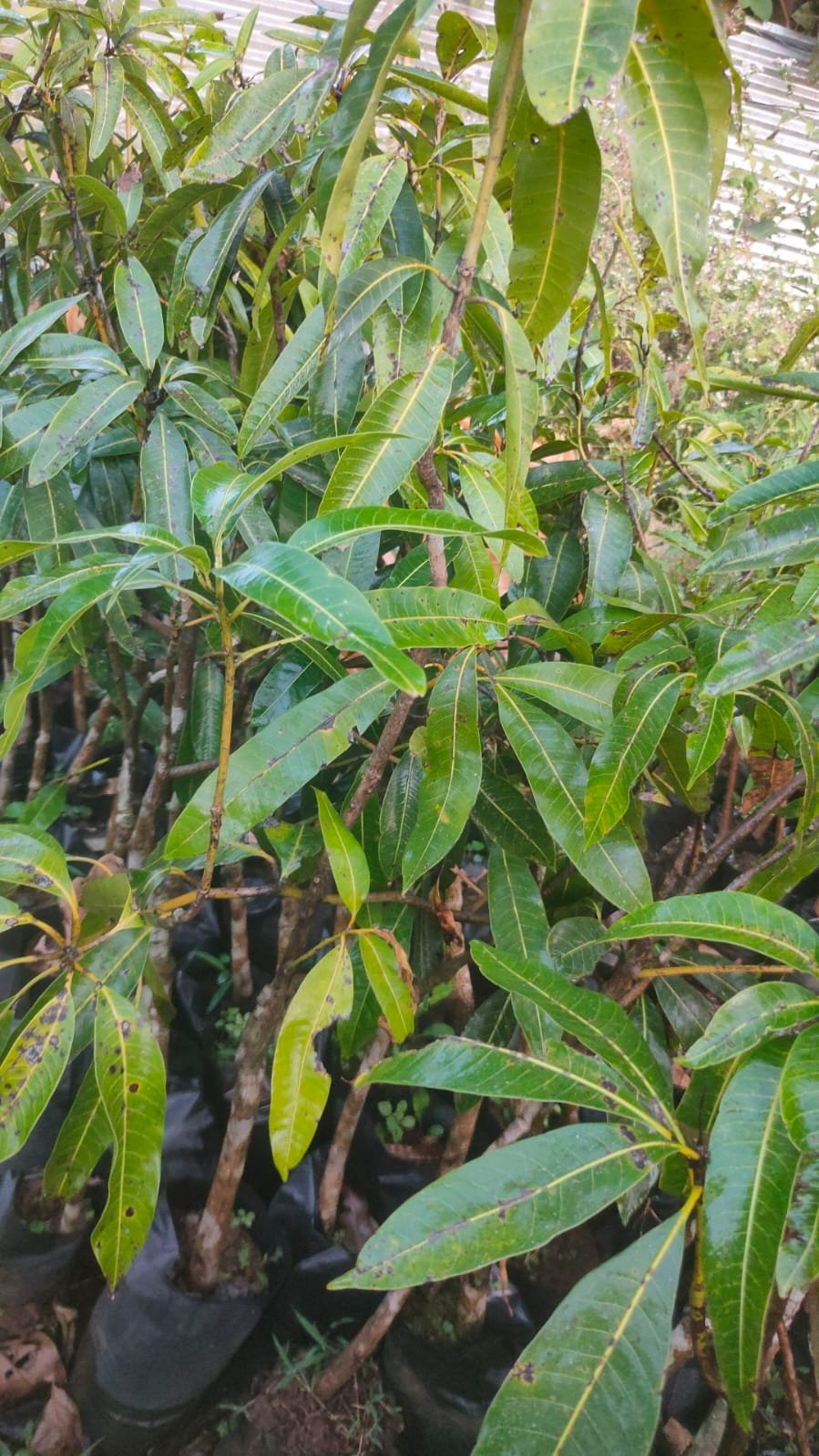Halatotappe Plants (Tender Mango)