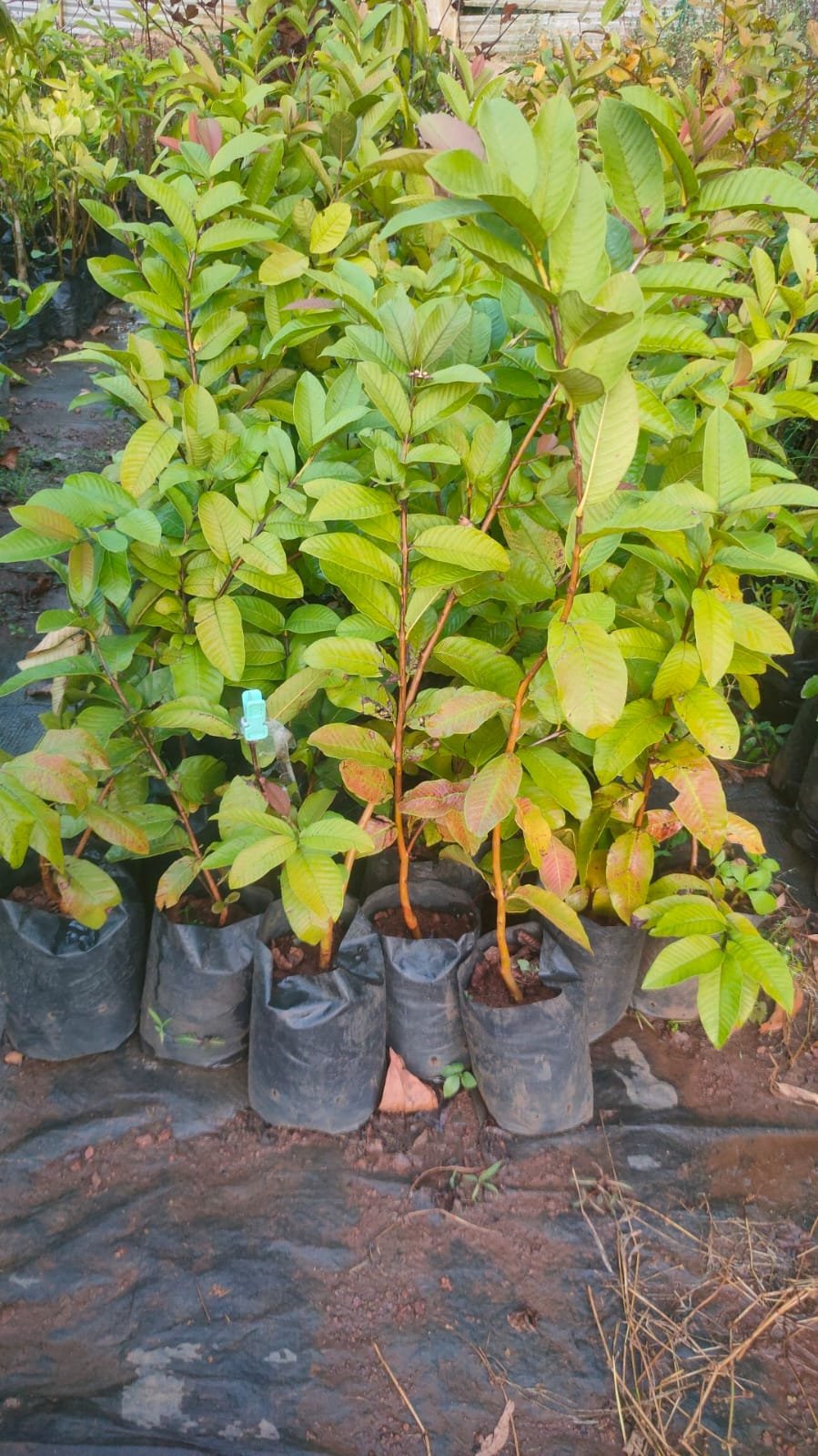 Arka Kiran Guava Plants
