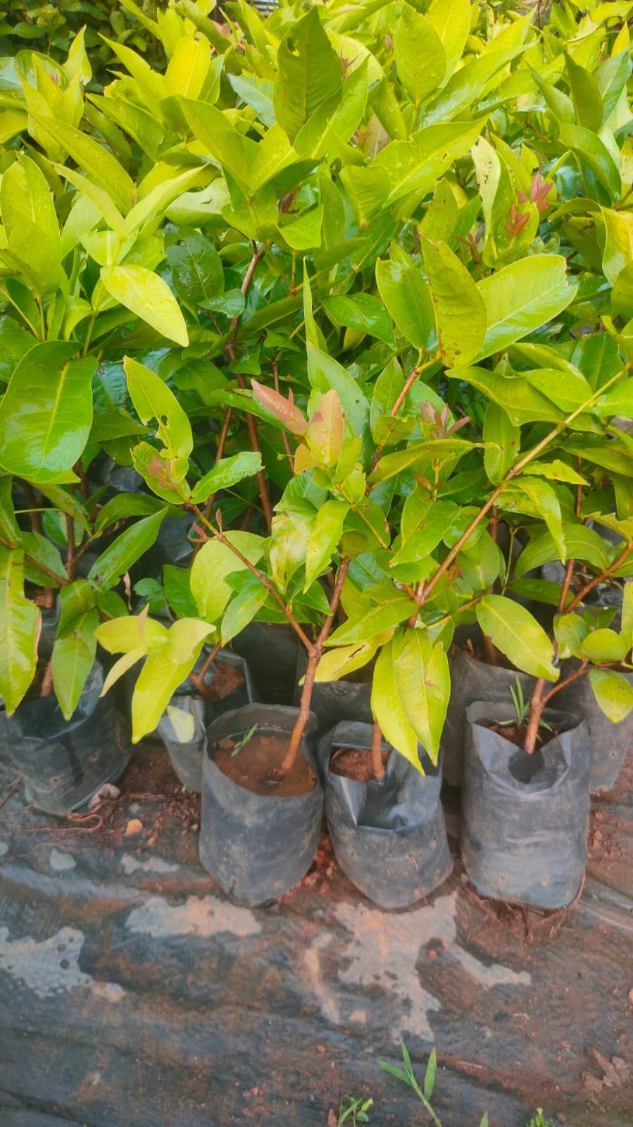 Red Jambe Fruit Plants