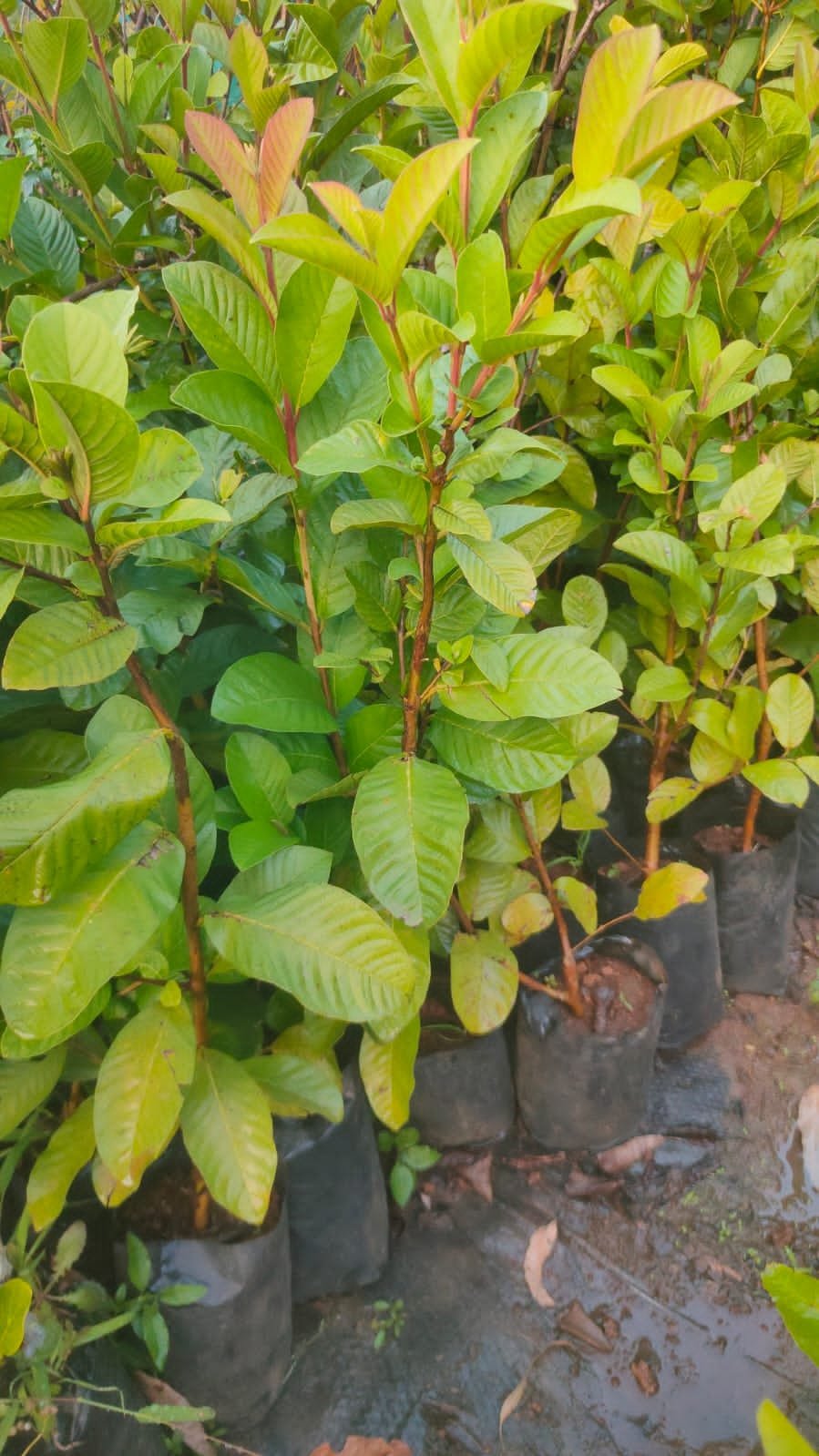 V.N.R Guava Plants