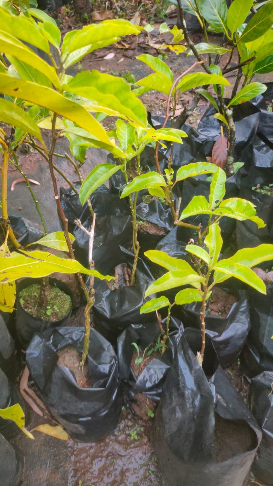 Passion Fruit Plants