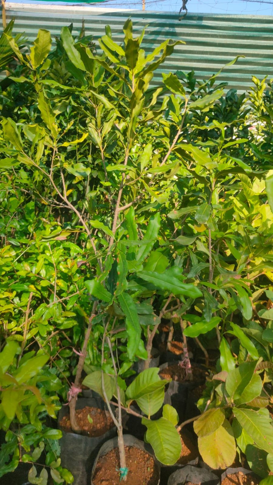 Macadamia Grafted Plants