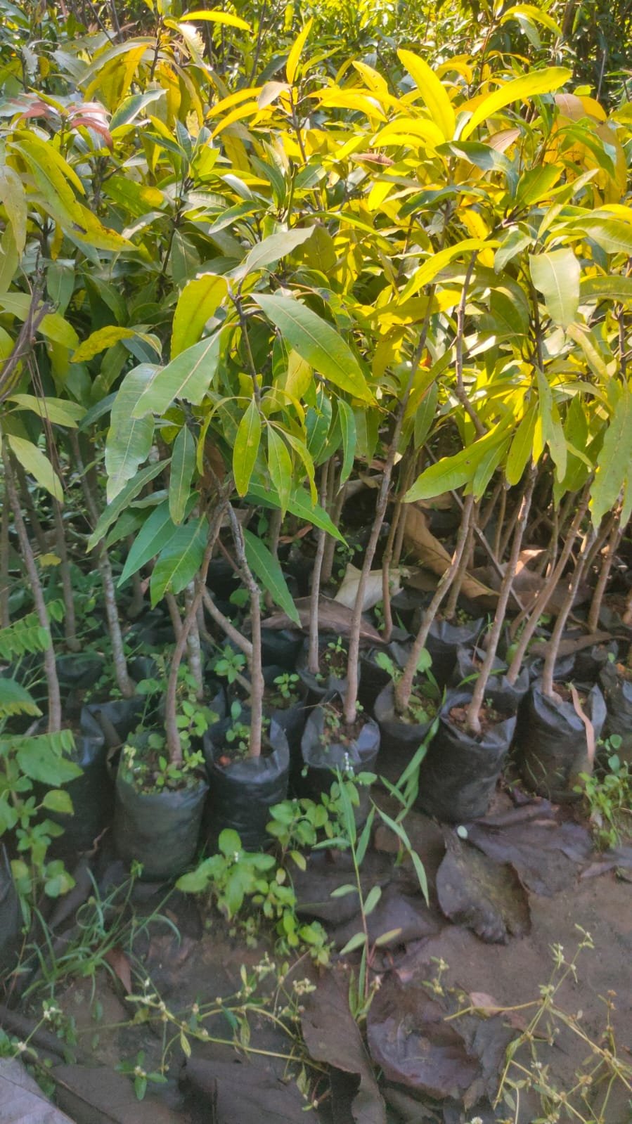 Neelam Mango Plants