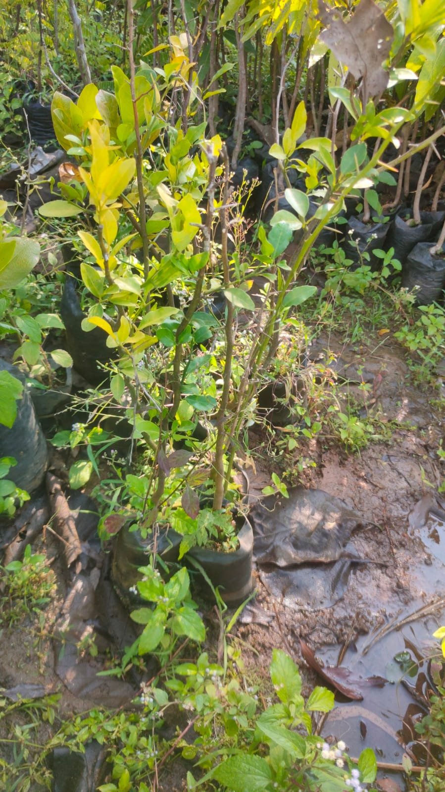 Heralekai Plants (Dodlikayi)