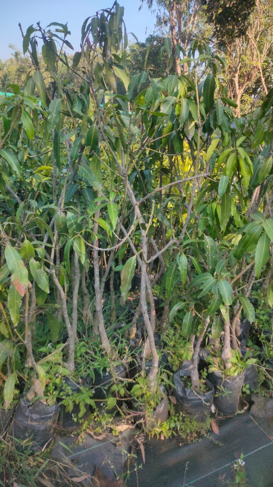 Rajgiri Mango Plants