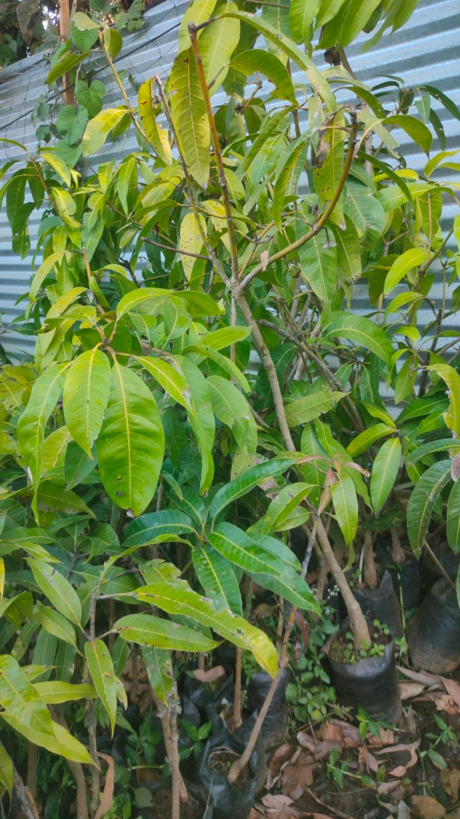 Langra Mango Plants