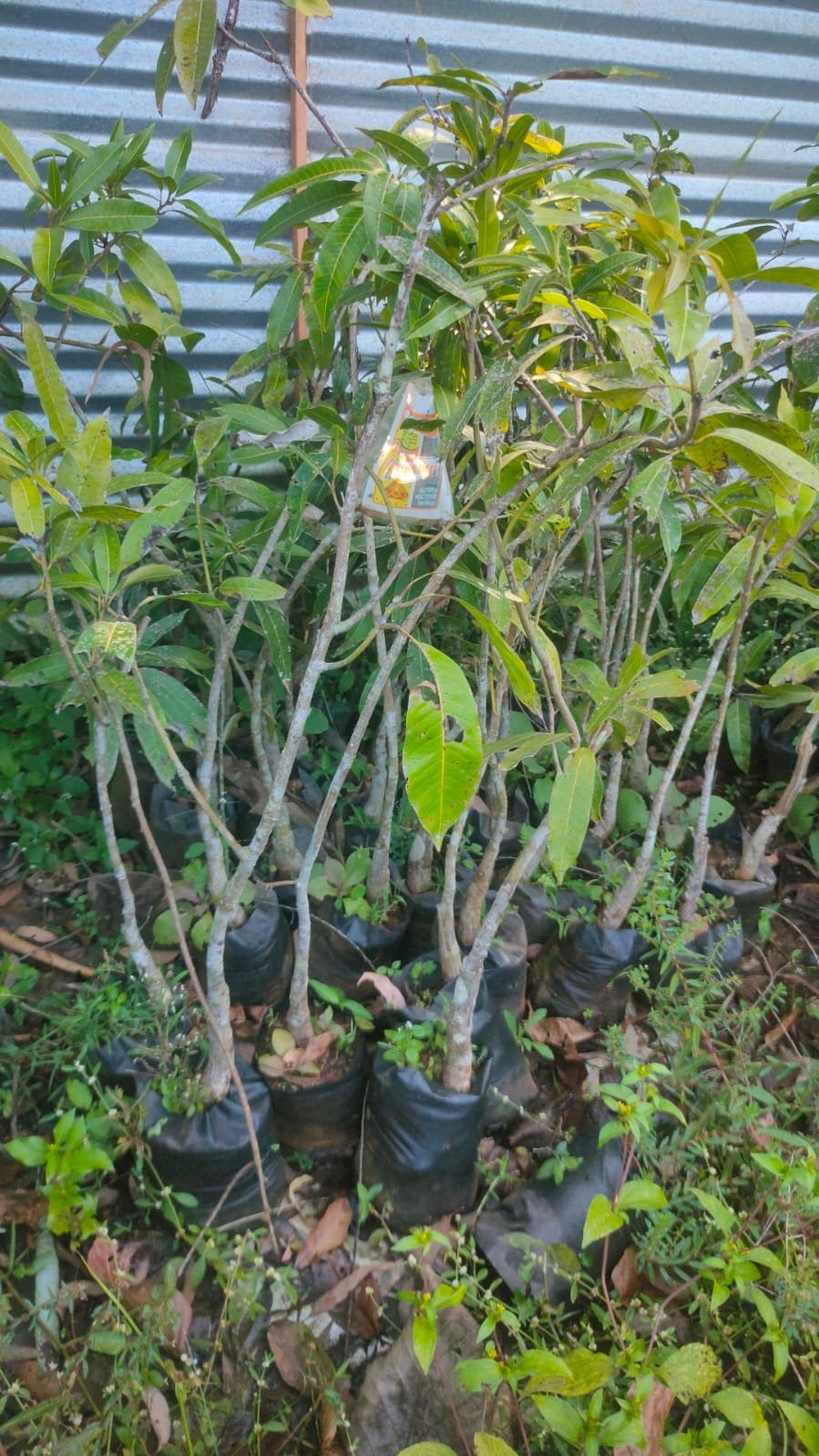 Banganapalli Mango Plants