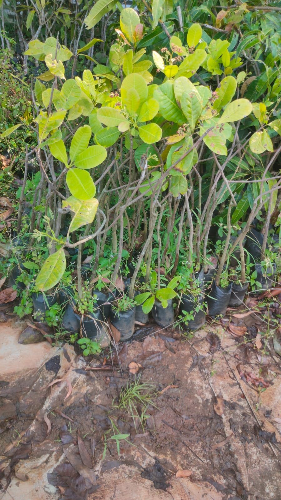 Vengurla-4 Cashew Plants