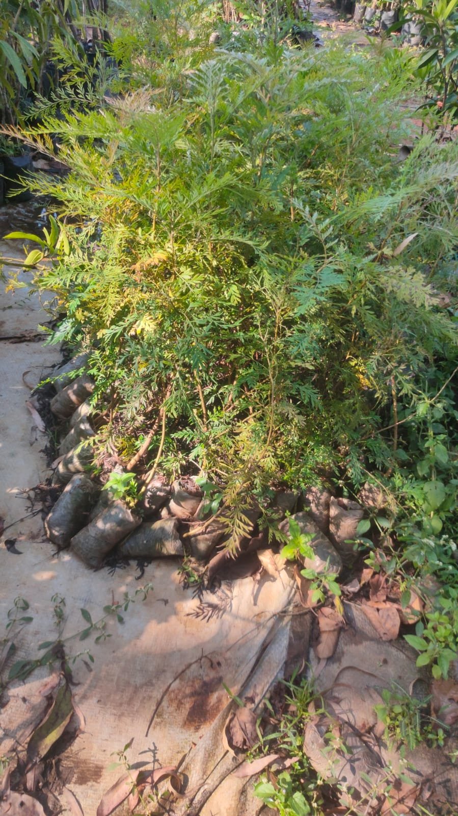 Southern Silky Oak (Silver Oak)