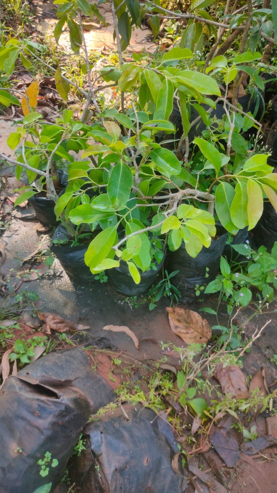 White Jamun Plants