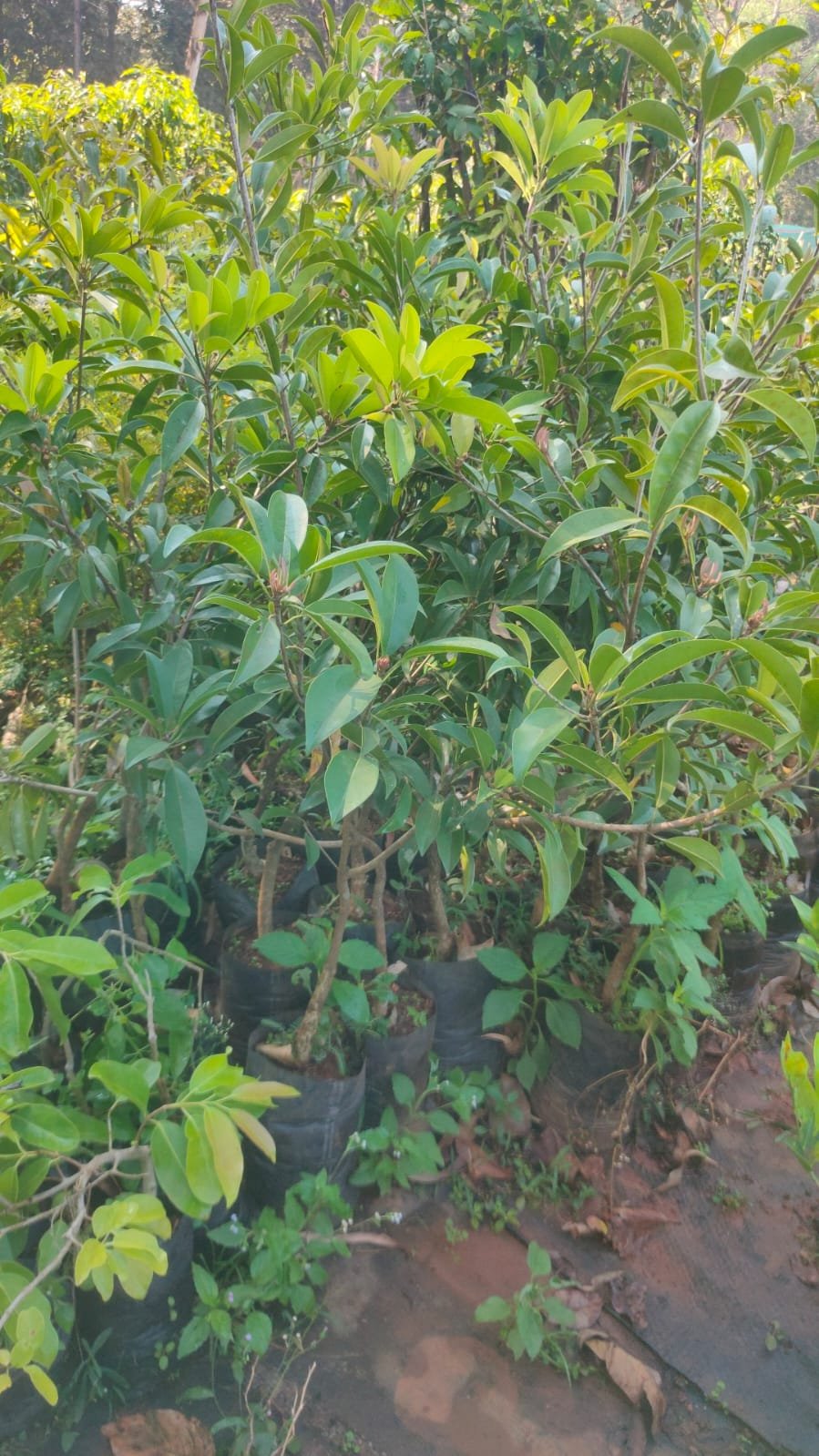 Kalipatti Sapota Plants