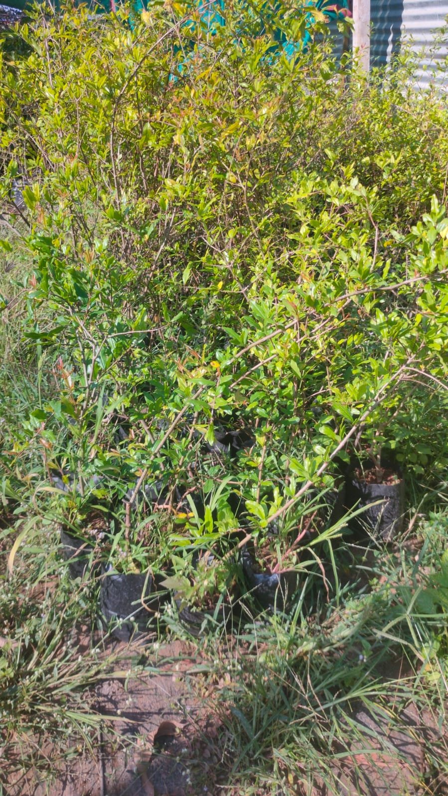 Pomegranate 2Year Plants