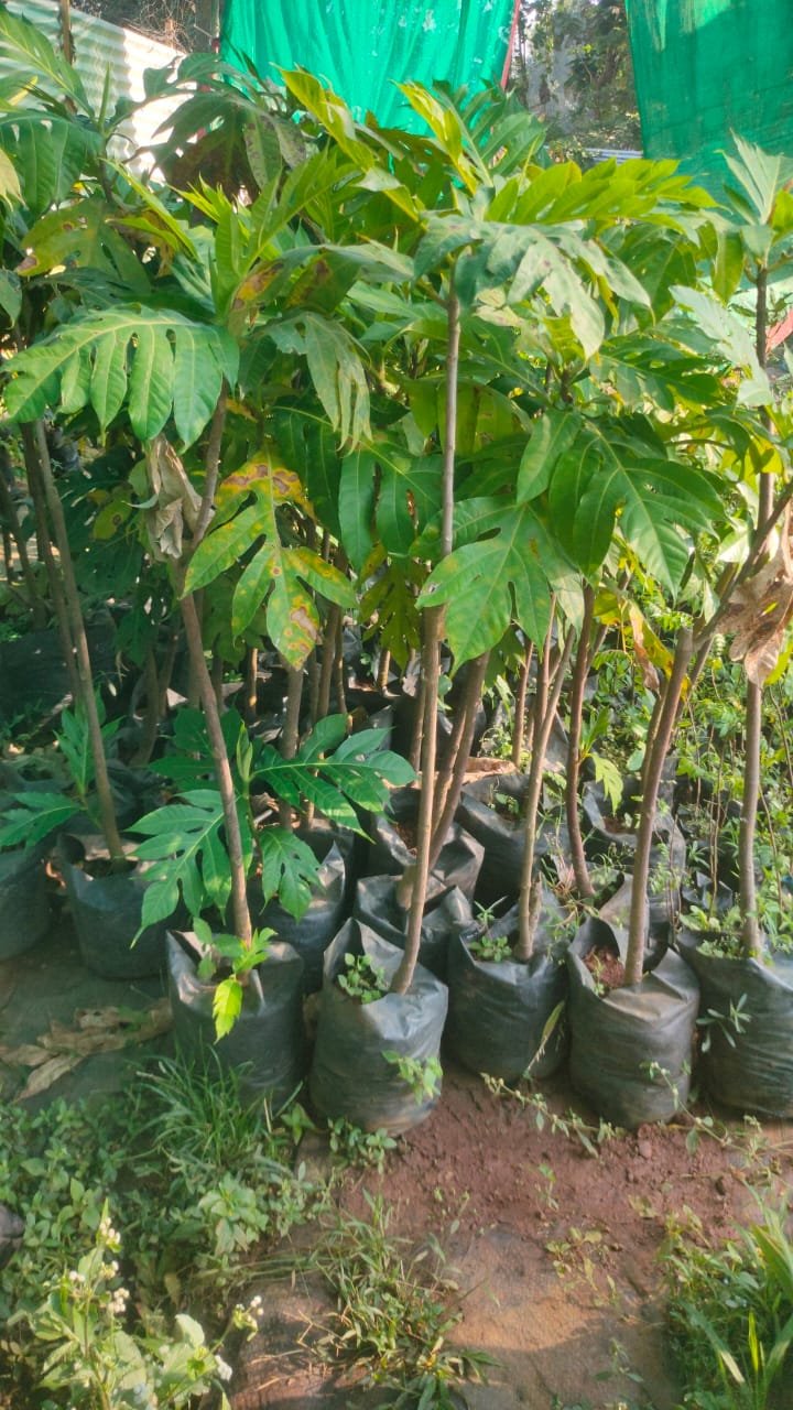 Breadfruit Plants