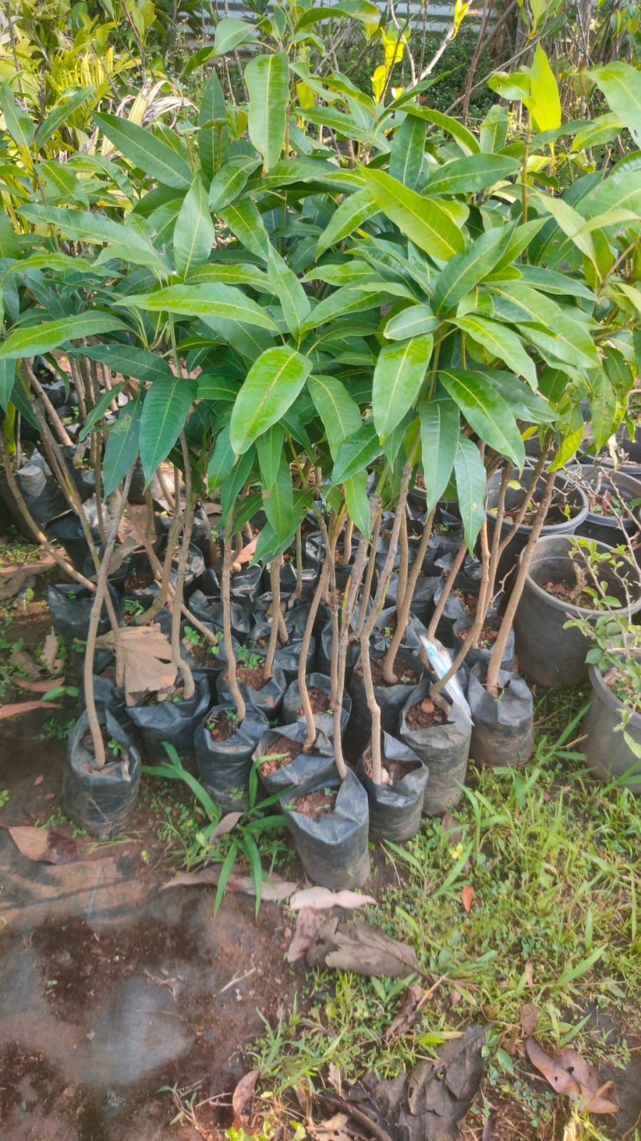 Gidagan Mane Mango Plants