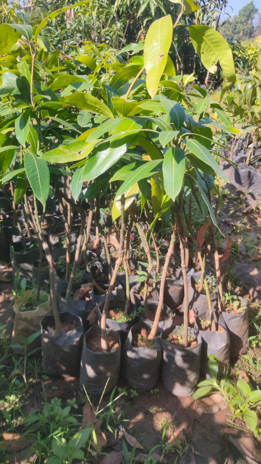 Nandagar Pickle Mango Plants