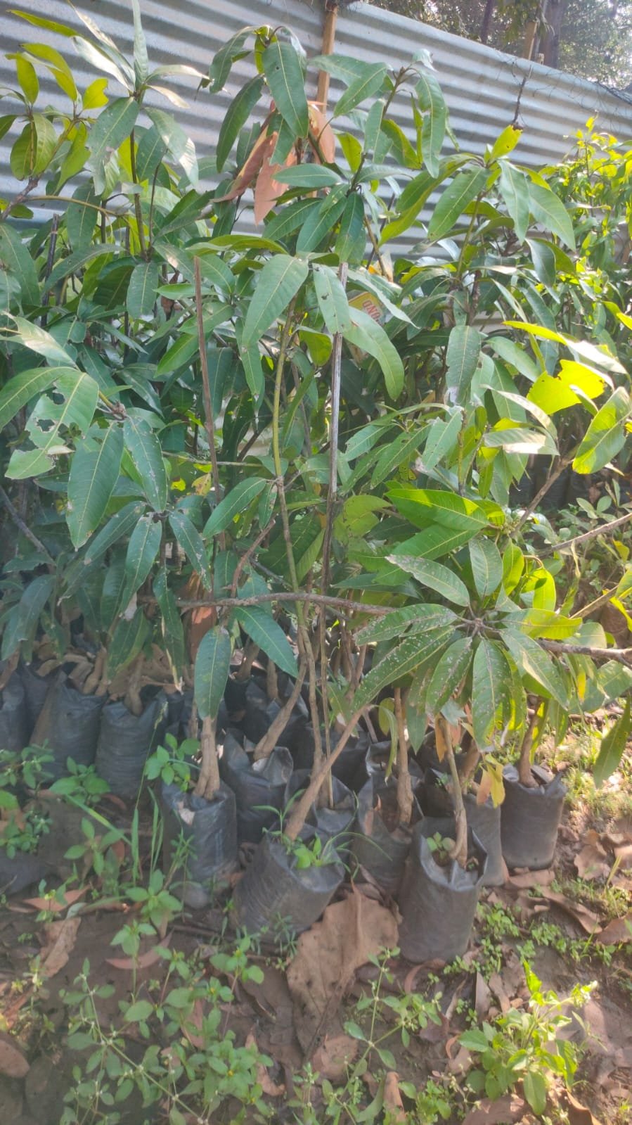 Totapuri Mango Plants