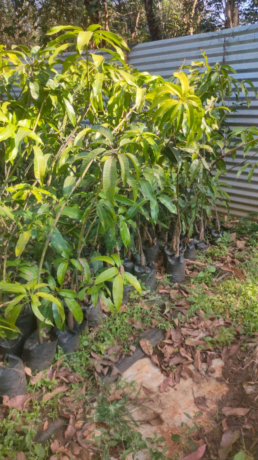 Goa Mankurad Mango