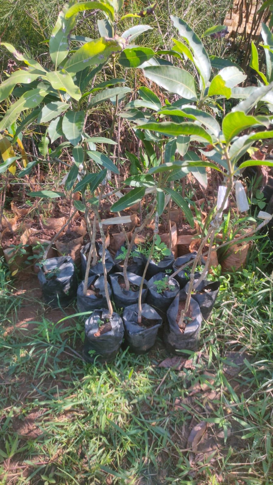 Bengle Veriety Pickle Mango Plants