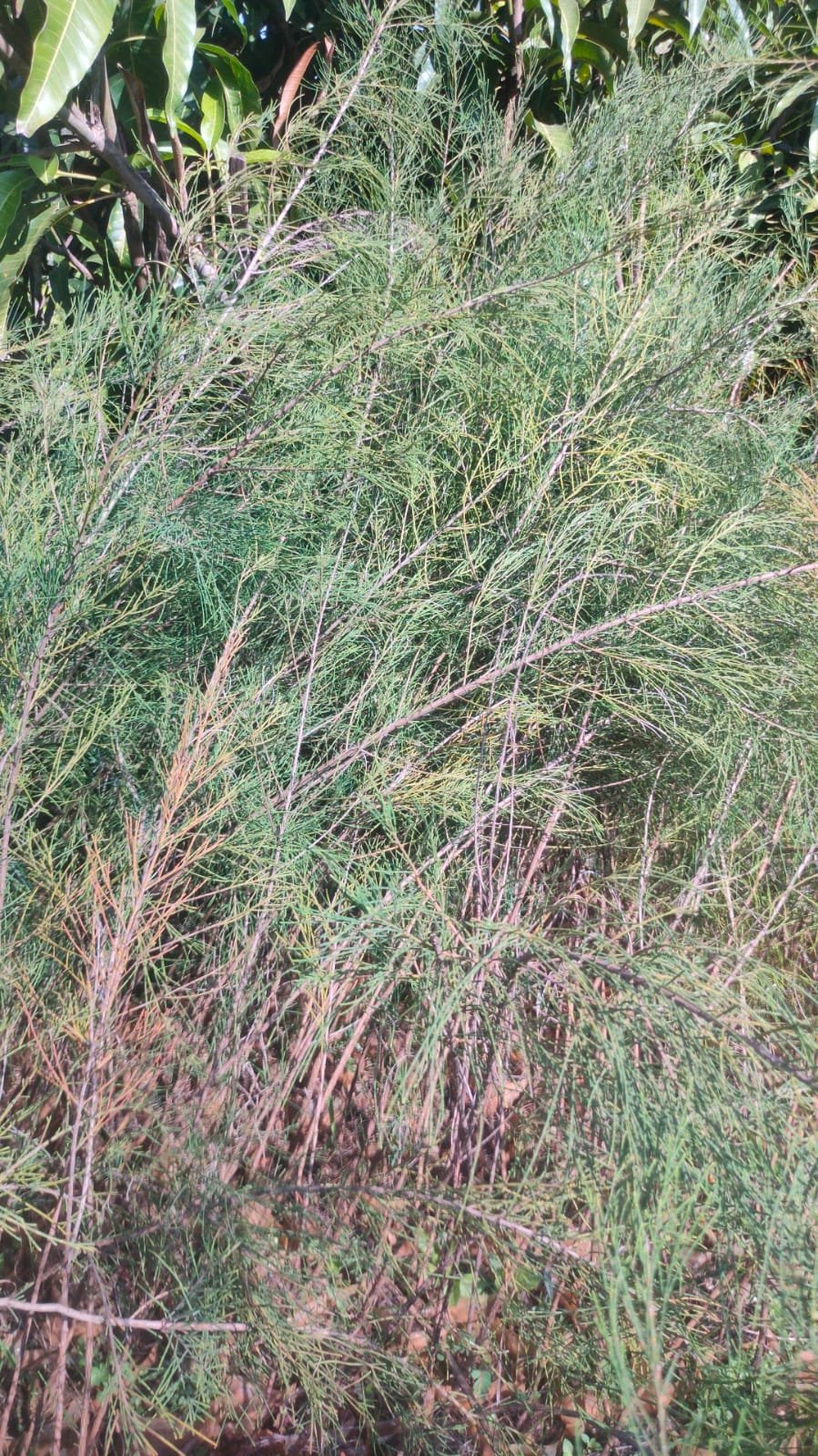Casuarina Equisetifolia Plants