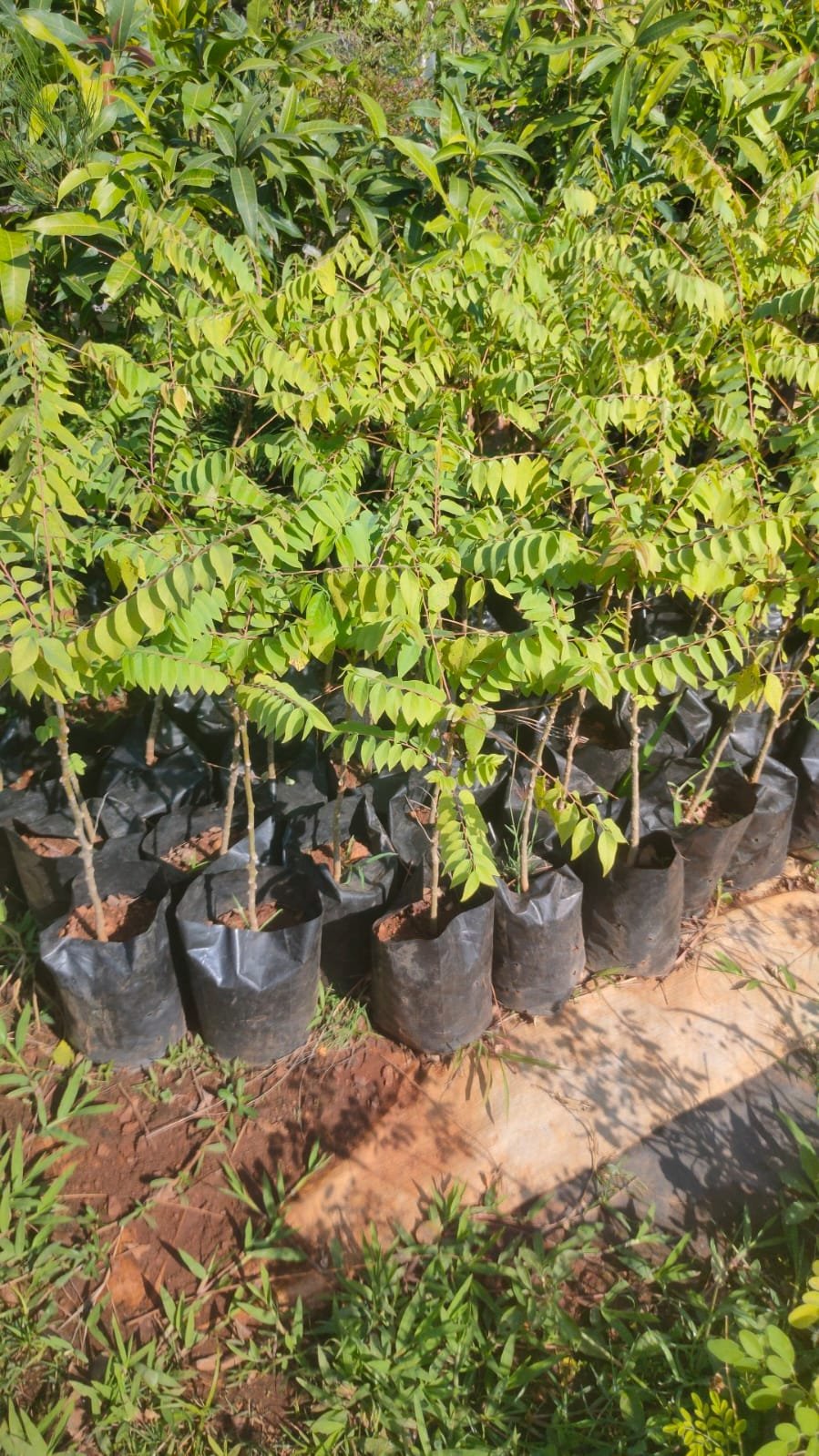 Phyllanthus Acidus Plants