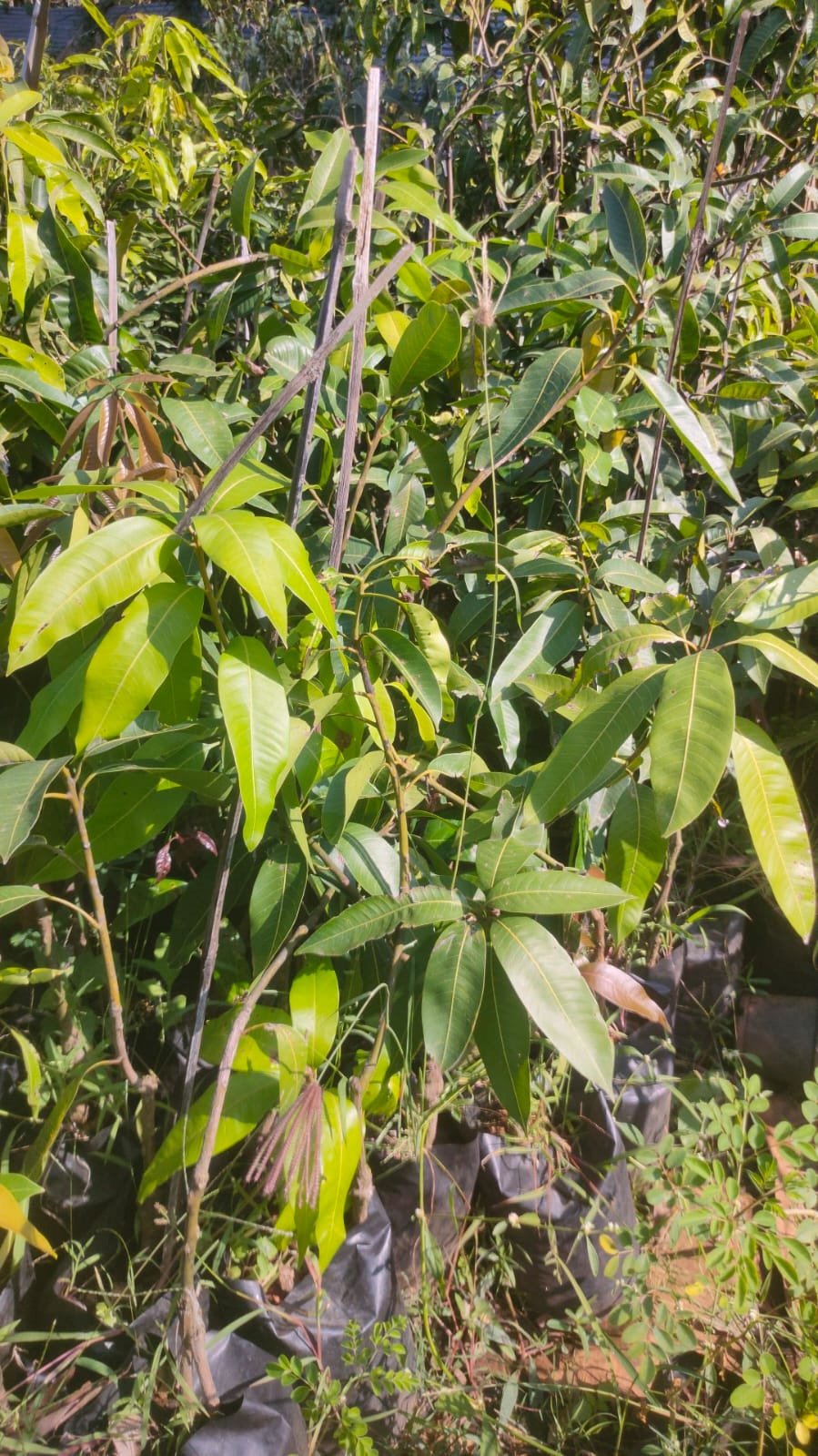 Nandagar Pickle Mango Plants