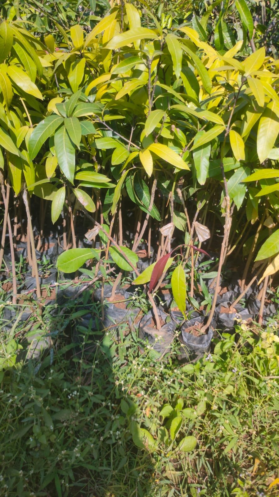 Totapuri Mango Plants