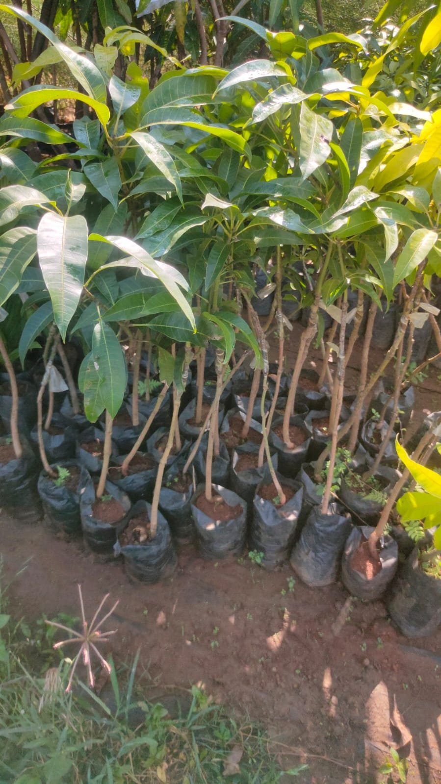 Raspuri(Pairi) Mango Plants