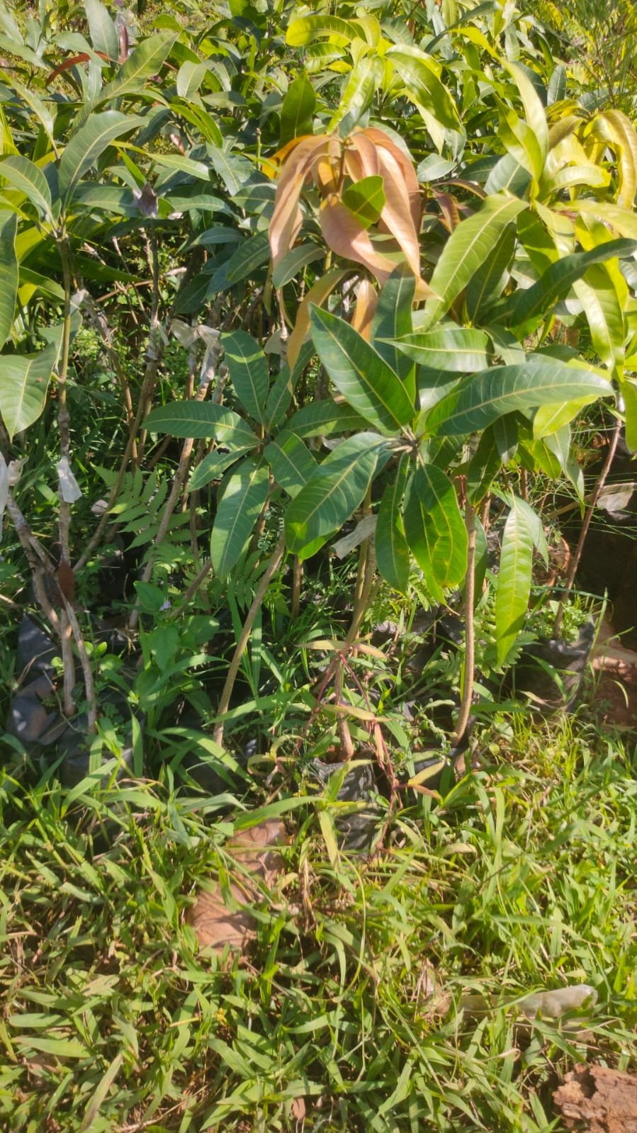 Sindhura Mango Plants