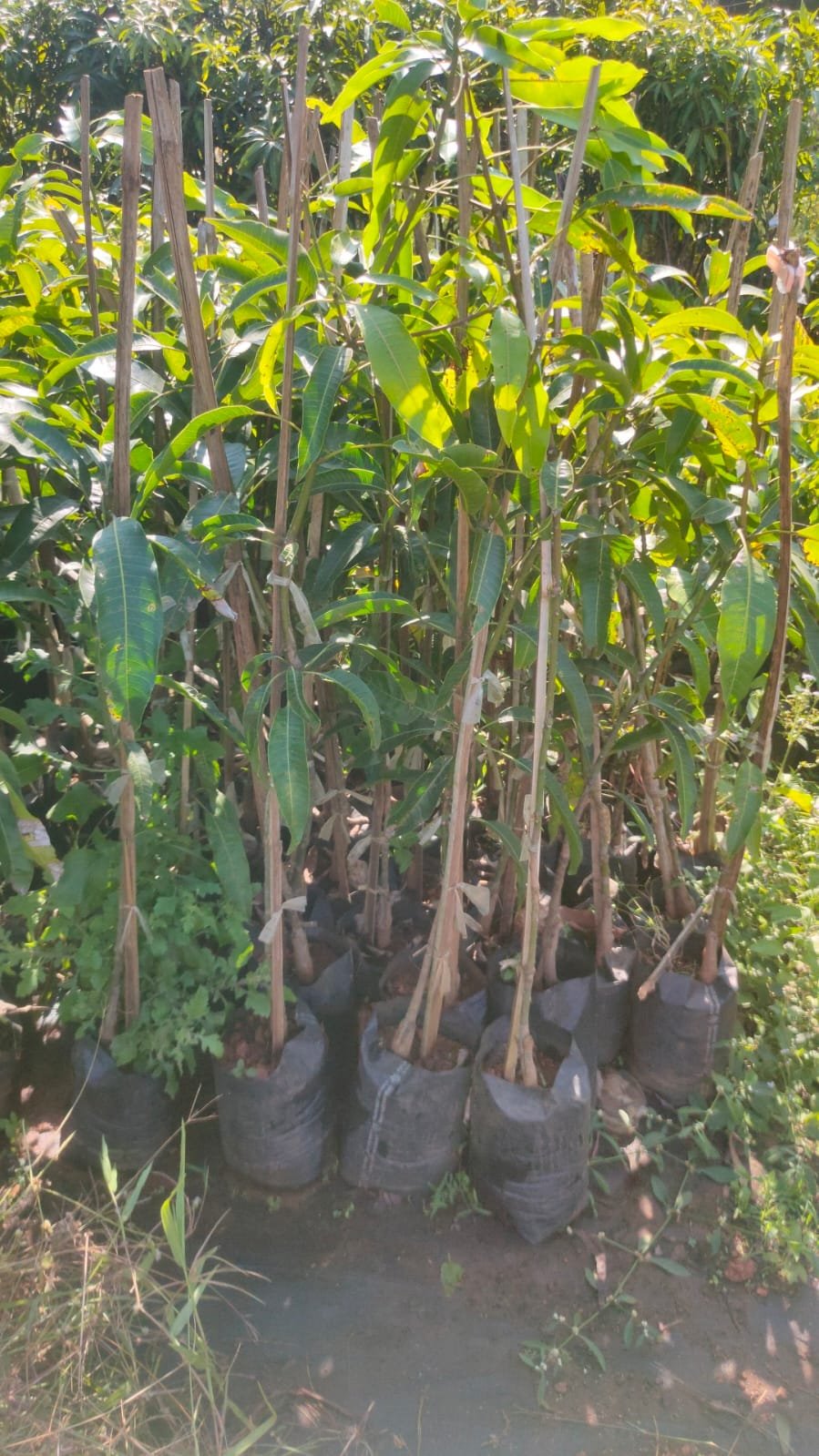 Ratna Mango Plants