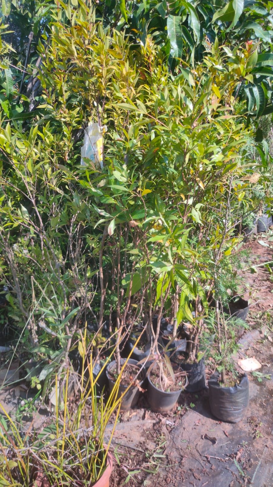 Eugenia Plants