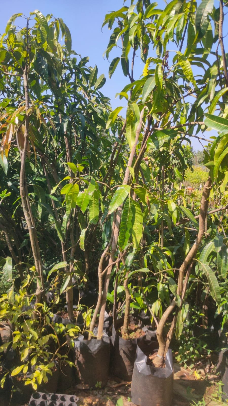 Ratnagiri Alphonso Mango Plants