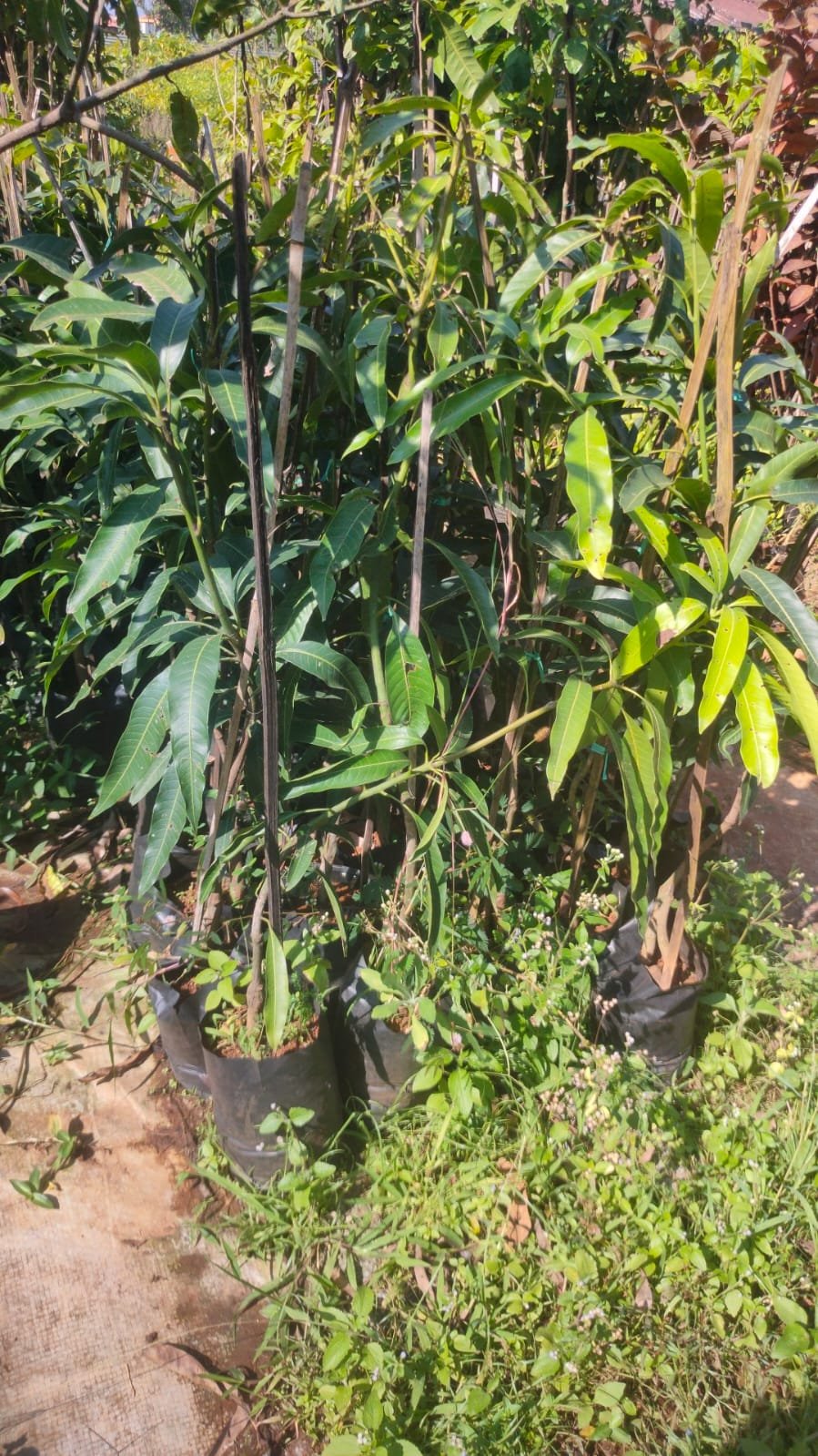 Mallika Mango Plants
