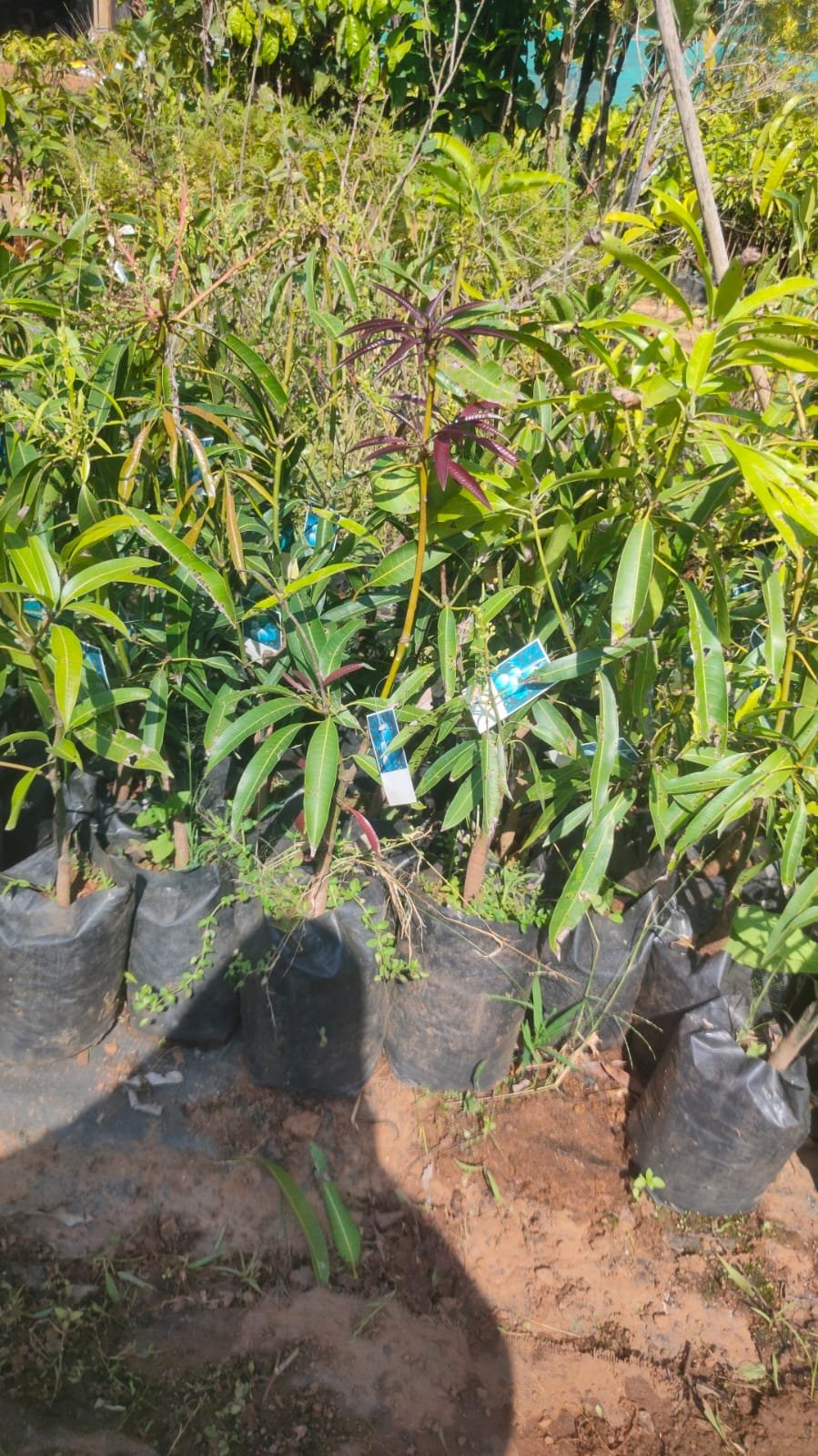 Kalapadi Mango Plants