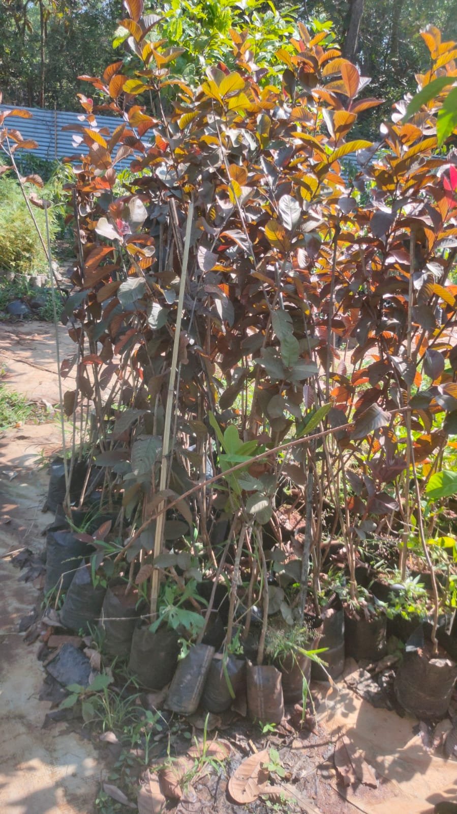 Beetroot Guava Plants