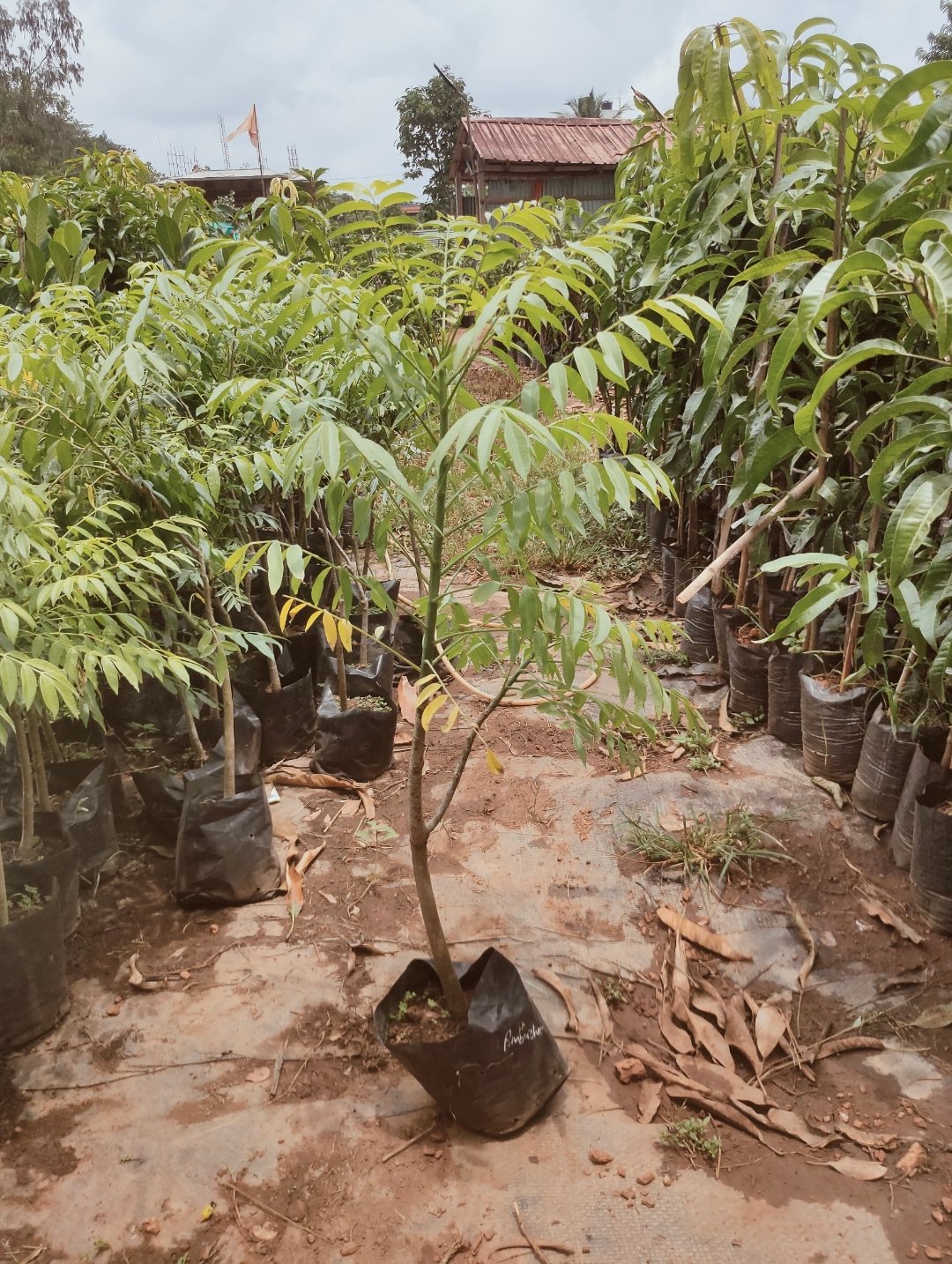 Indian sweet hog plum