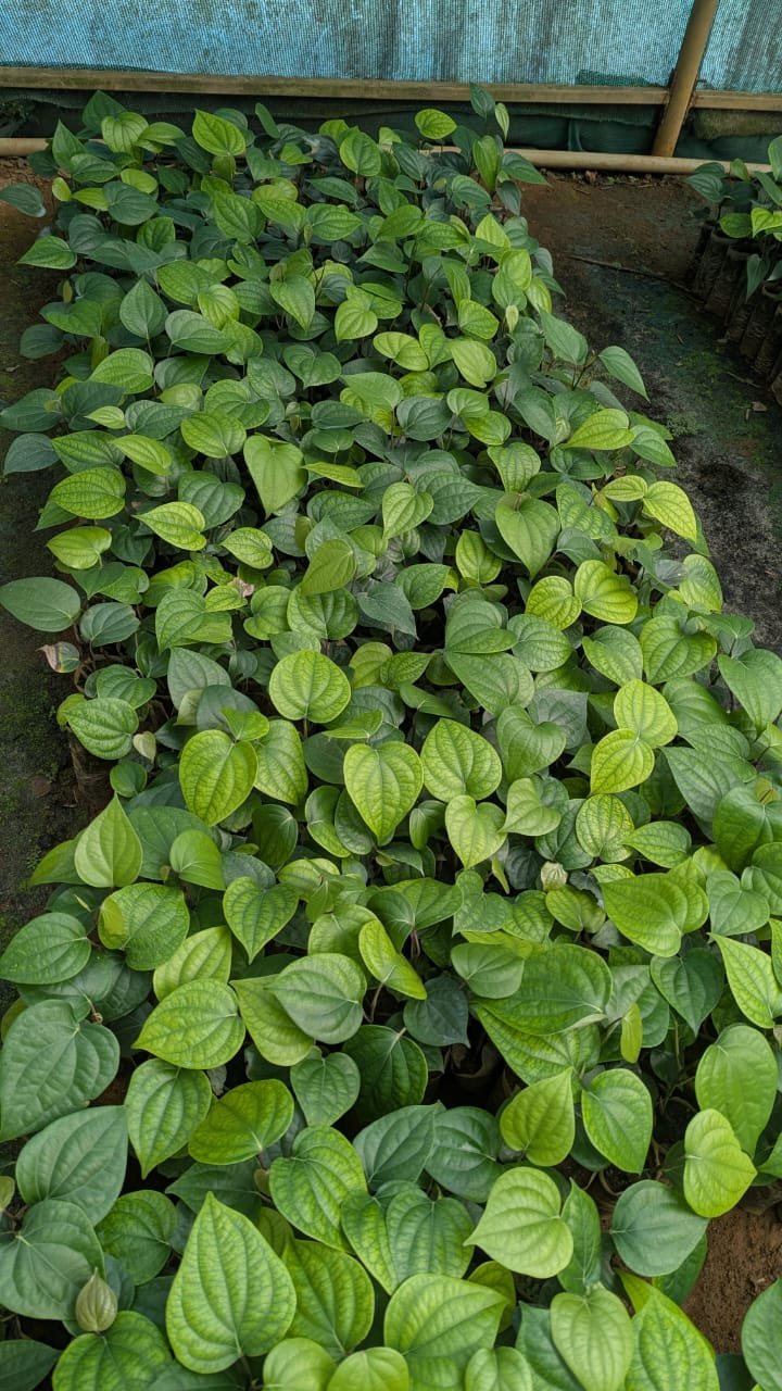 Pepper Plants