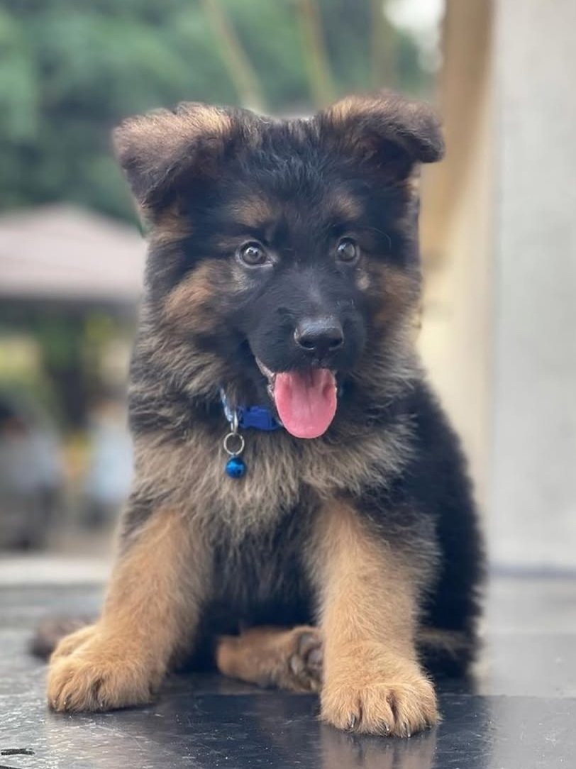 German shepherd