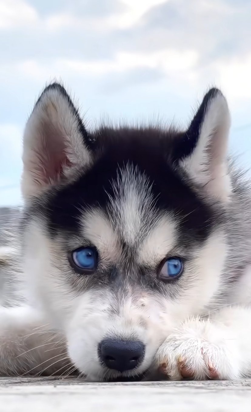Siberian husky