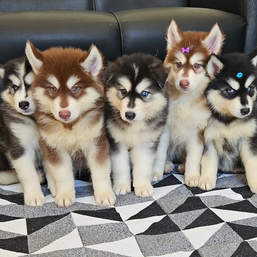 Siberian husky