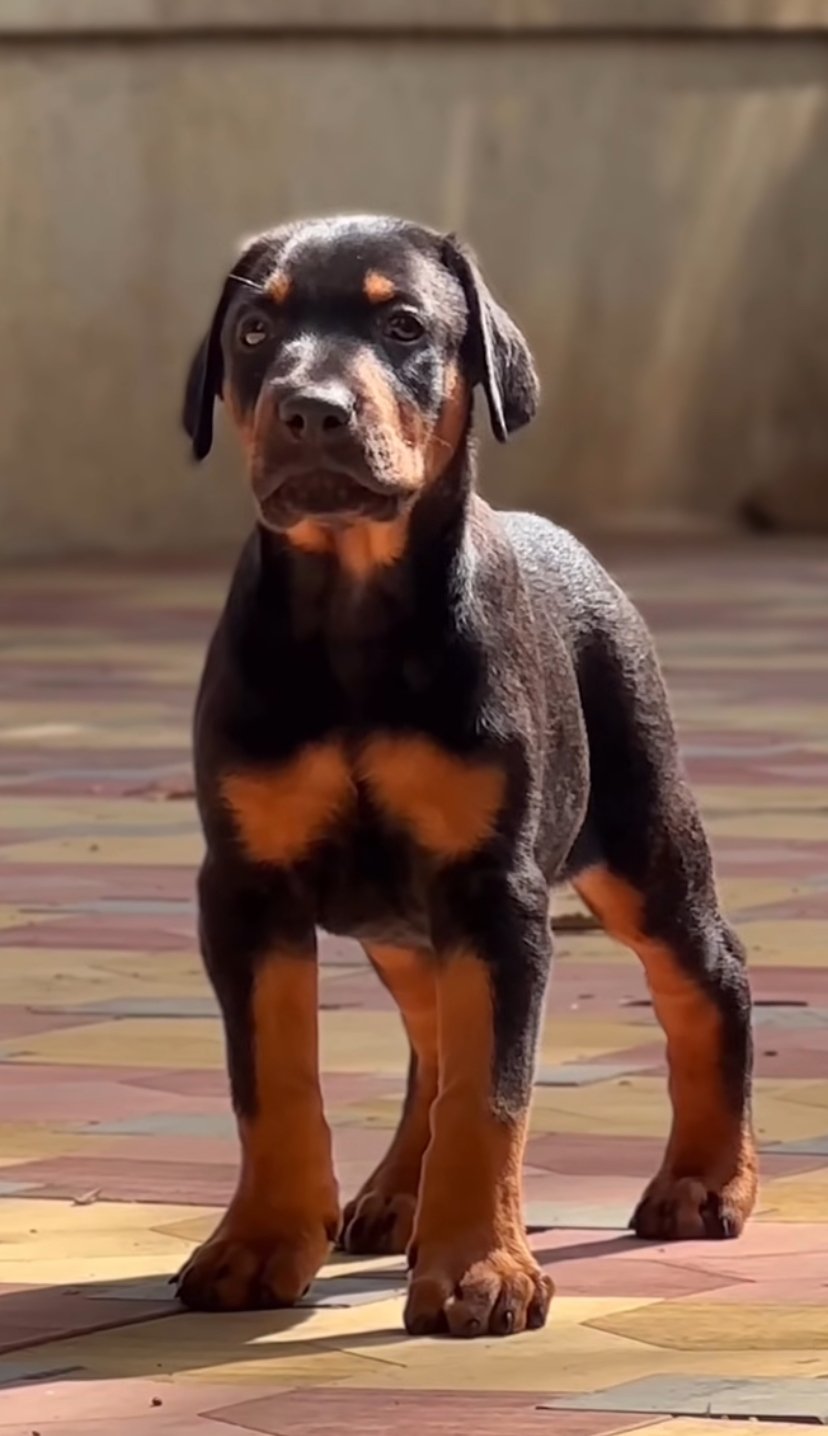Doberman